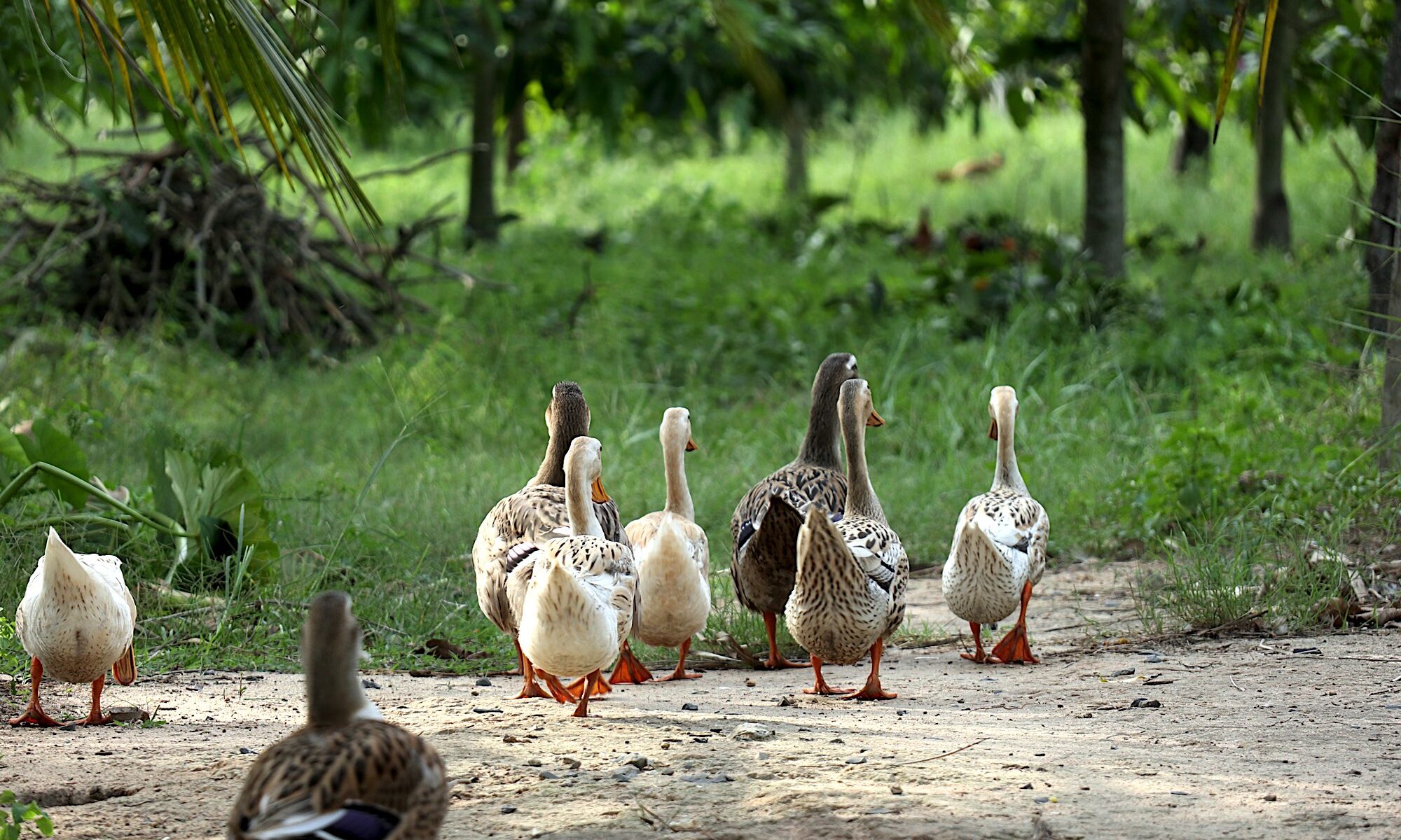 Raising backyard ducks in Invermere
